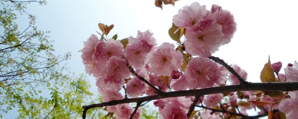 Spring in Beijing – Best Bloomin’ Season of the Year