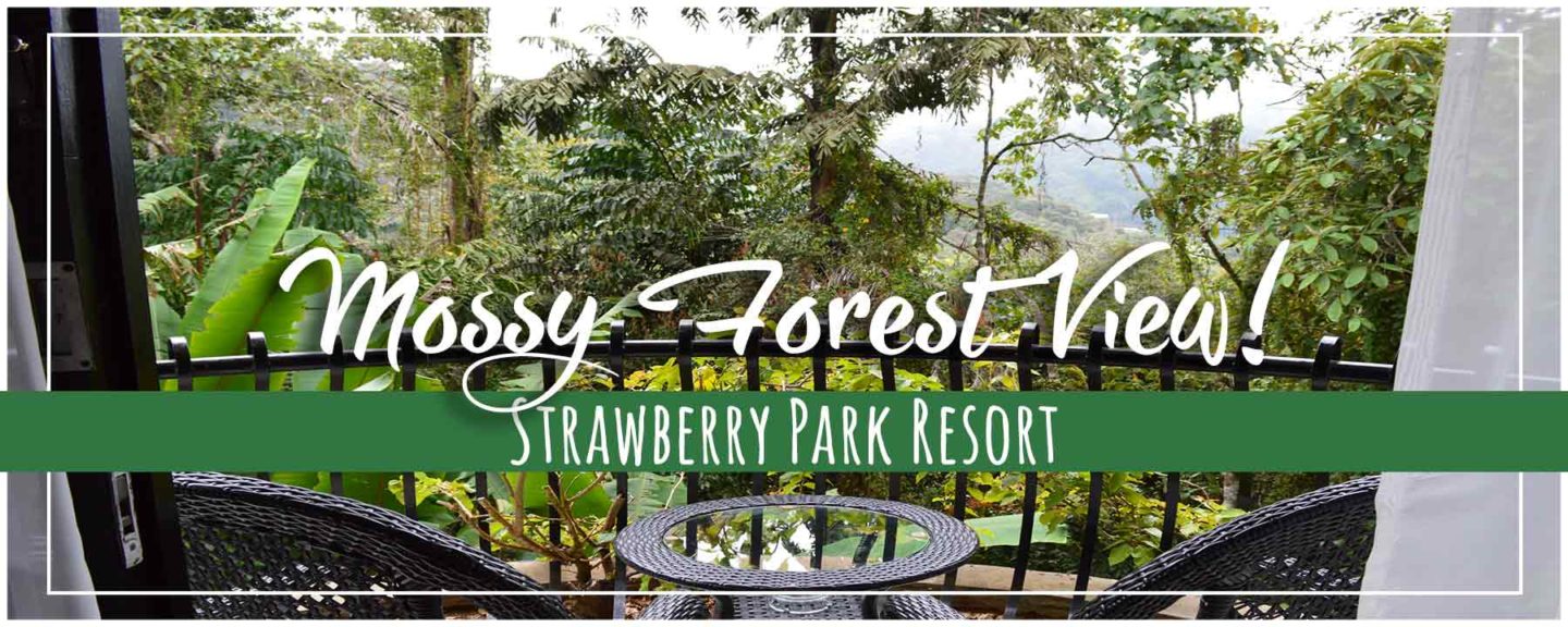 Strawberry Park Resort Cameron Highlands Inside the Mossy Forest